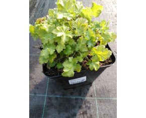Heuchera ‘Lime Marmalade’