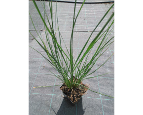 Pennisetum alopecuroides ‘Japonicum’