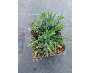 Dianthus deltoides ‘Confetti White’