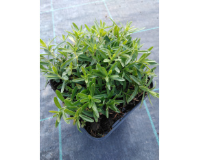 Dianthus deltoides ‘Confetti White’