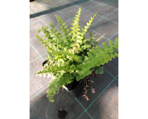 Polystichum setiferum ‘Plumosum Densum’