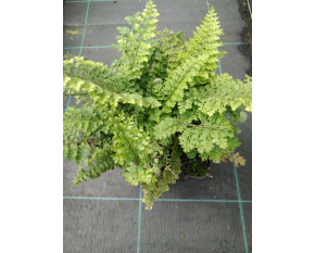 Polystichum setiferum ‘Plumosum Densum’
