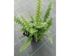 Polystichum setiferum ‘Plumosum Densum’