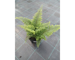 Polystichum setiferum ‘Plumosum Densum’