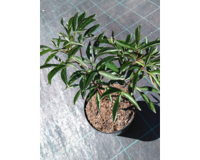 Paeonia lactiflora ‘Sarah Bernhardt’