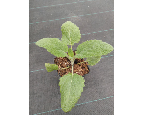 Salvia sclarea