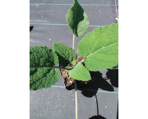 Salvia sclarea