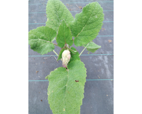 Salvia sclarea