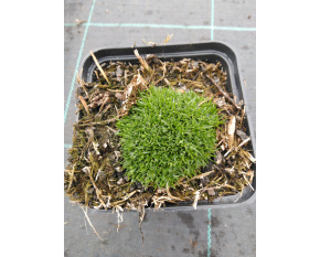 Sagina subulata ‘Rucos’