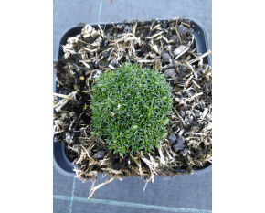 Sagina subulata ‘Rucos’