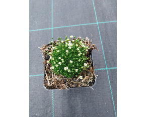 Sagina subulata ‘Rucos’