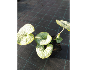 Brunnera macrophylla ‘Sea Heart’