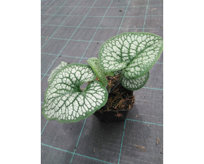 Brunnera macrophylla ‘Sea Heart’