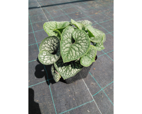 Brunnera macrophylla ‘Sea Heart’