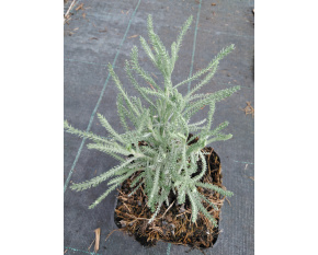 Santolina chamaecyparissus ‘Nana’