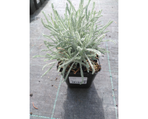 Santolina chamaecyparissus ‘Nana’