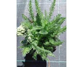 Achillea millefolium ‘Desert Eve Light Yellow’