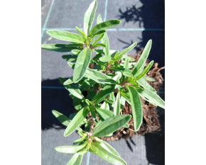 Satureja hortensis