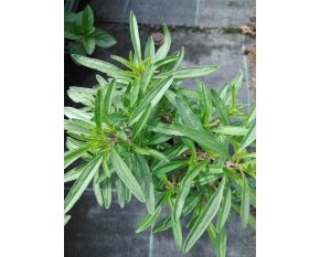 Satureja hortensis
