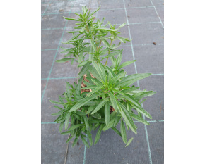 Satureja hortensis