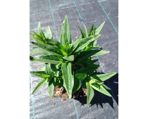 Penstemon ‘Rubicunda’
