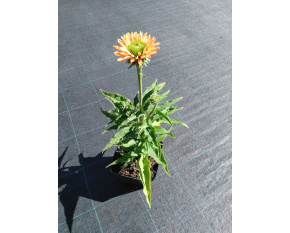 Echinacea ‘SunSeekers Pumpkin Pie’