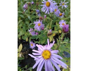 Aster thomsonii