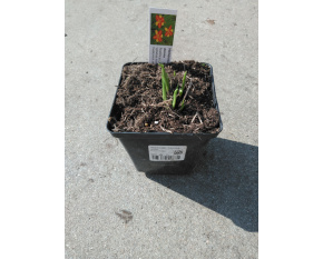 Hemerocallis ‘Frans Hals’