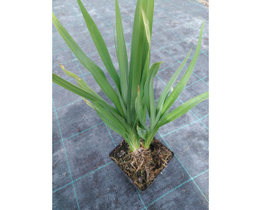 Hemerocallis ‘Frans Hals’