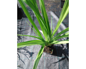 Hemerocallis ‘Frans Hals’