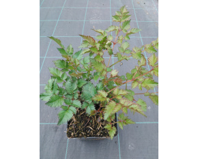 Astilbe ‘Purple Rain’