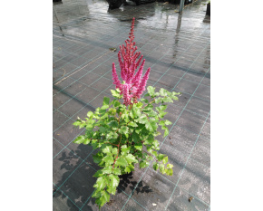 Astilbe ‘Purple Rain’