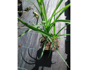 Hemerocallis lilioasphodelus