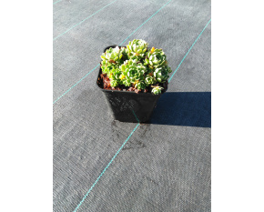 Saxifraga paniculata ‘Lutea’