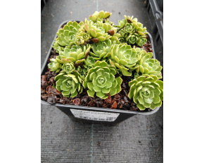 Saxifraga paniculata ‘Lutea’