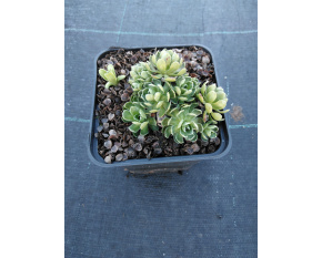 Saxifraga paniculata ‘Lutea’