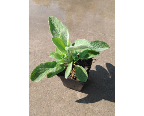 Stachys byzantina ‘Helen Von Stein’