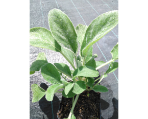 Stachys byzantina ‘Helen Von Stein’