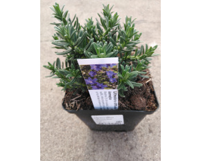 Lithodora diffusa ‘Heavenly Blue’