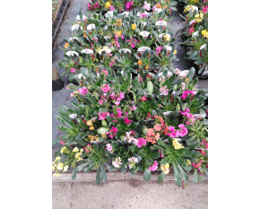 Lewisia cotyledon Select