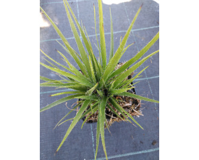 Luzula nivea ‘Lucius’