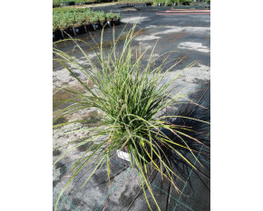 Luzula nivea ‘Lucius’