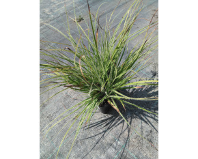 Luzula nivea ‘Lucius’