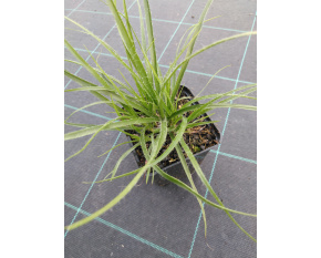 Luzula nivea ‘Lucius’