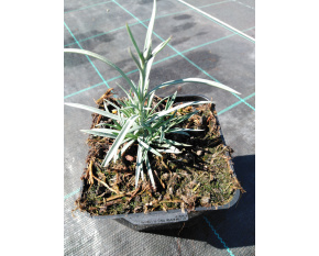 Dianthus plumarius ‘Angel of Virtue’