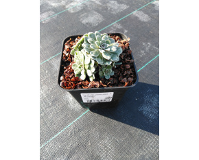 Saxifraga paniculata ‘Mt Maglic’