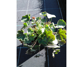 Heuchera ‘Leuchtkäfer’