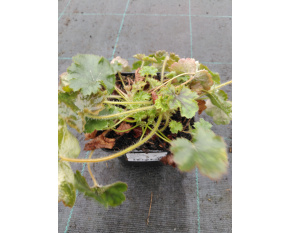 Heuchera ‘Leuchtkäfer’