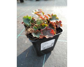 Heuchera ‘Leuchtkäfer’