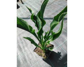 Hosta ‘Praying Hands’